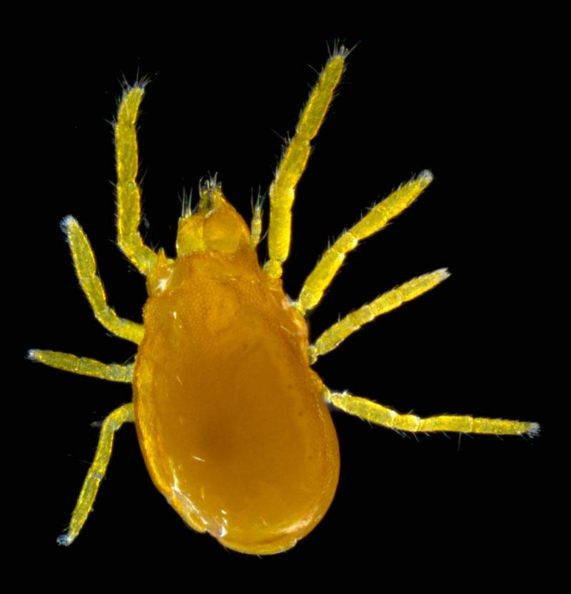 キイロヨロイダニ（Nicoletiella denticulata）