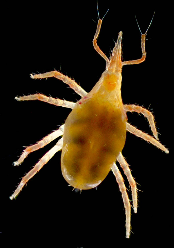 ケモチテングダニ属の1種（Neomolgus sp.）