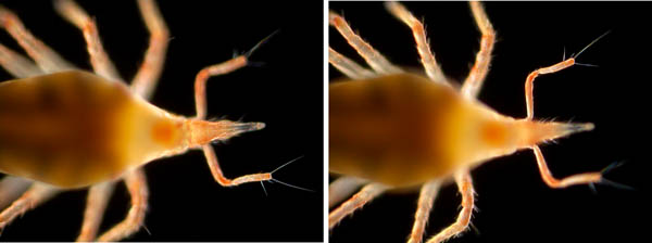 ケモチテングダニ属の1種（Neomolgus sp.）