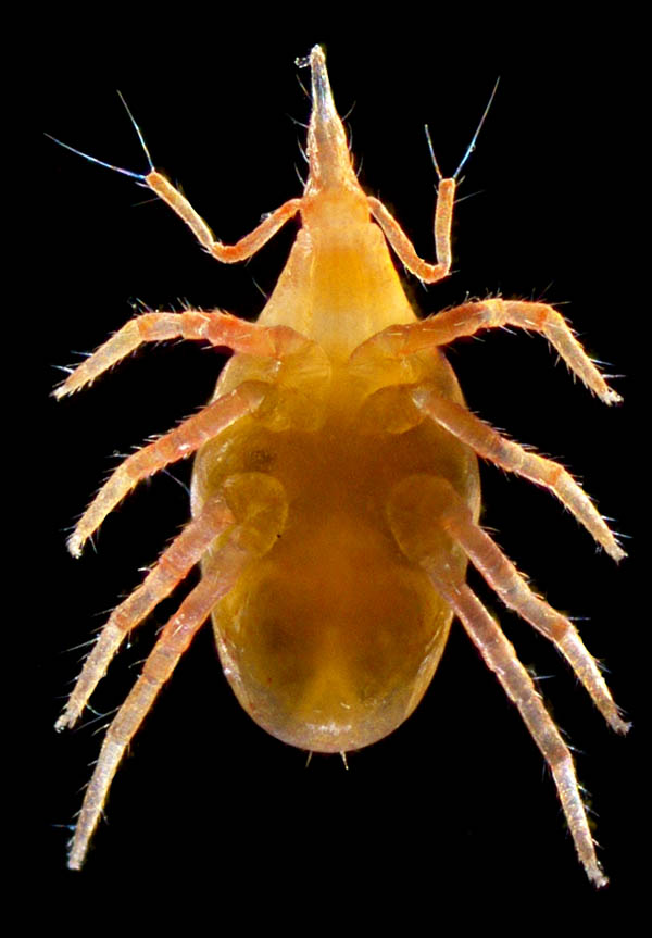 ケモチテングダニ属の1種（Neomolgus sp.）