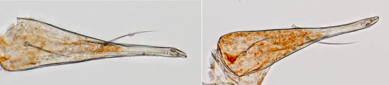 テングダニ属の1種（Bdella sp.）