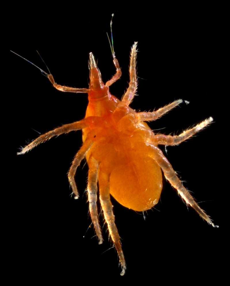 テングダニ属の1種（Bdella sp.）