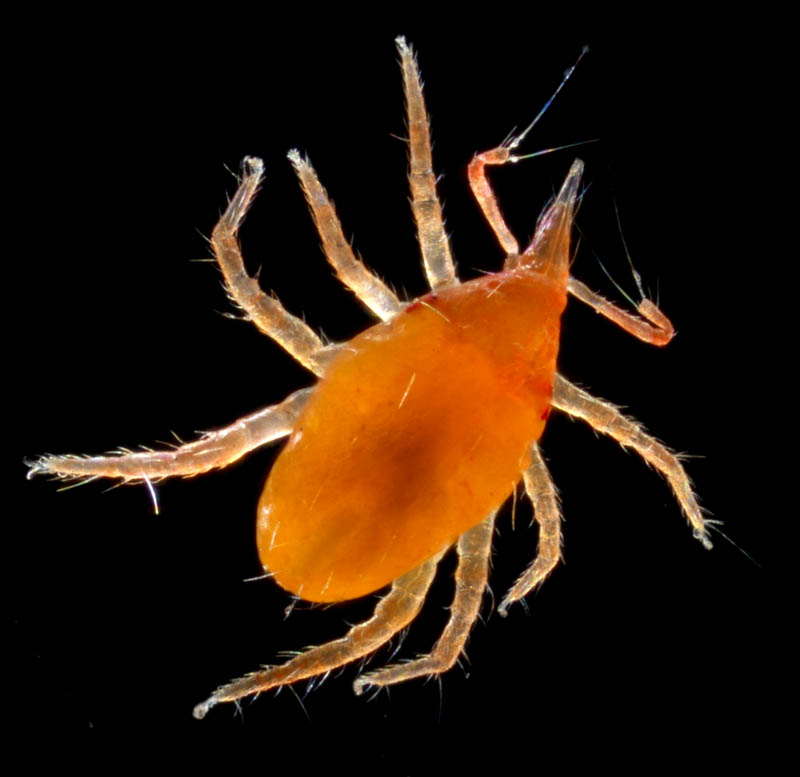 テングダニ属の1種（Bdella sp.）