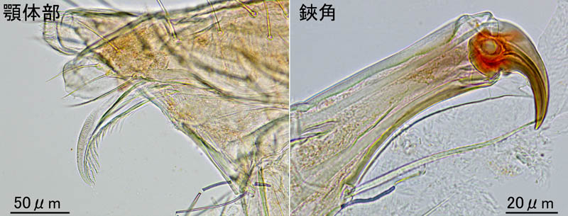 ハモリダニ科（Anystidae）の1種