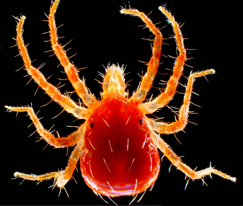 ハモリダニ科（Anystidae）の1種