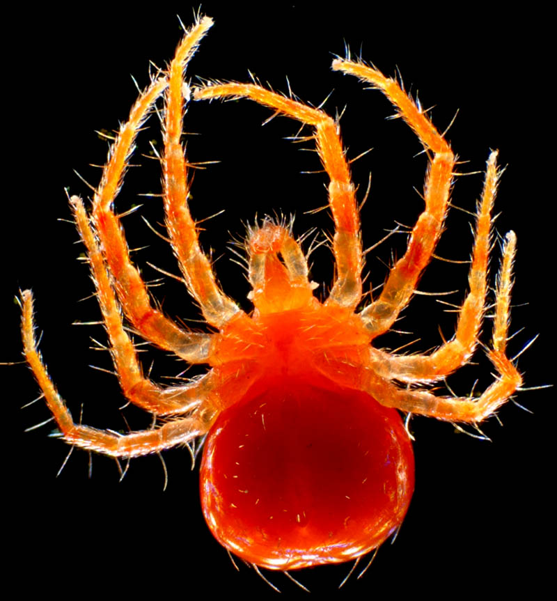 ハモリダニ科（Anystidae）の1種