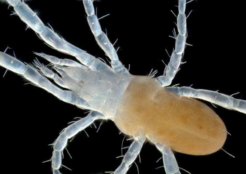 ハシリダニ科（Eupodidae）の1種