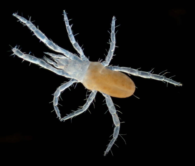 ハシリダニ科（Eupodidae）の1種