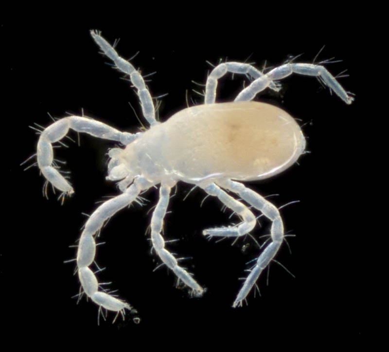 ハシリダニ科（Eupodidae）の1種