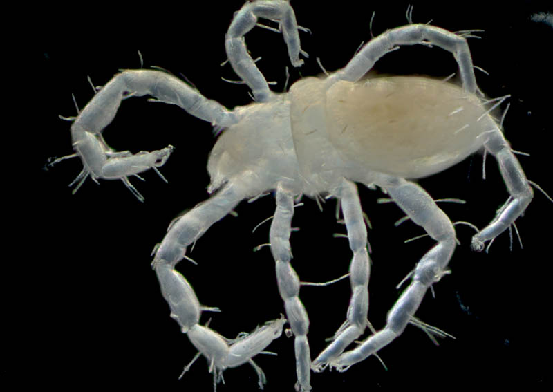 ハシリダニ科（Eupodidae）の1種