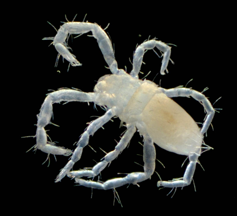 ハシリダニ科（Eupodidae）の1種