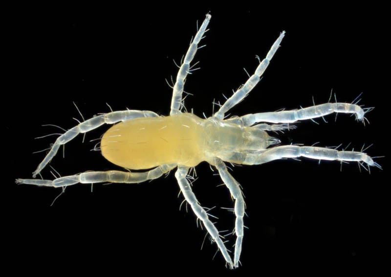 ハシリダニ科（Eupodidae）の1種