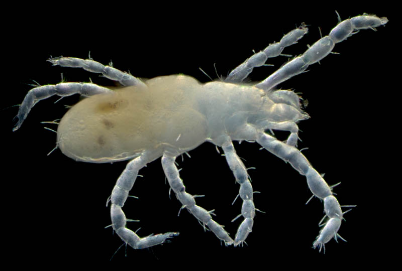 ハシリダニ科（Eupodidae）の1種