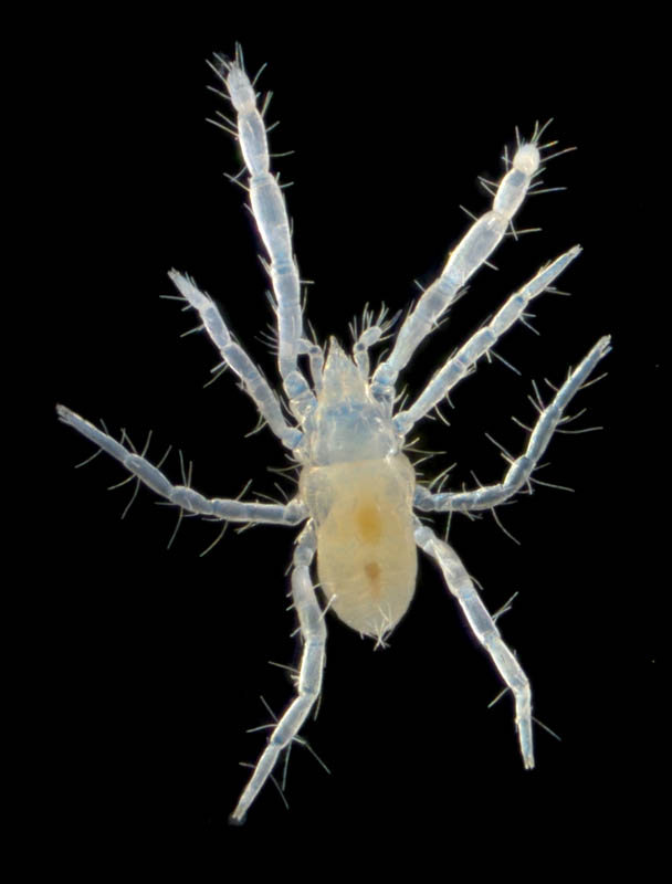 ハシリダニ科（Eupodidae）の1種