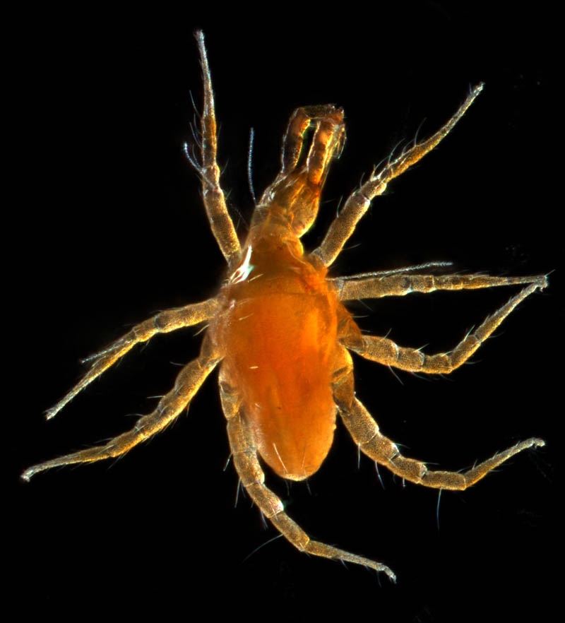 オソイダニ科（Cunaxidae）の1種