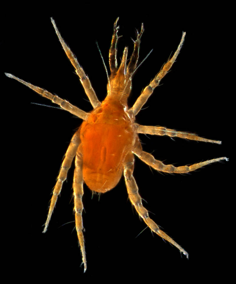 オソイダニ科（Cunaxidae）の1種