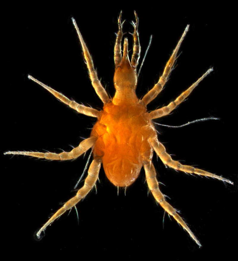 オソイダニ科（Cunaxidae）の1種