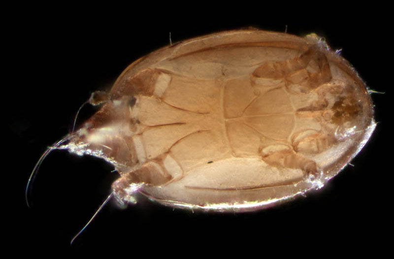 コナダニ亜目　ヒポプス（hypopus）の画像