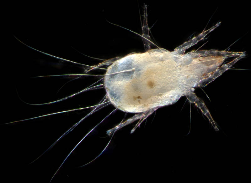 ケナガコナダニ属の1種 (Tyrophagus sp.)