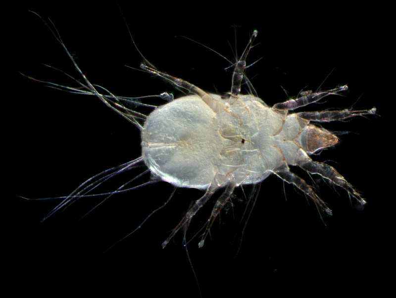 ケナガコナダニ属の1種 (Tyrophagus sp.)