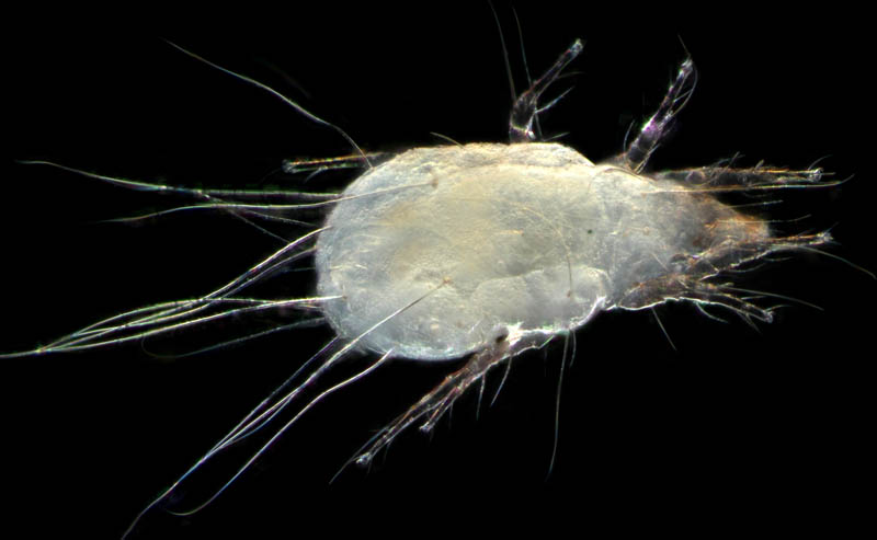 ケナガコナダニ属の1種 (Tyrophagus sp.)