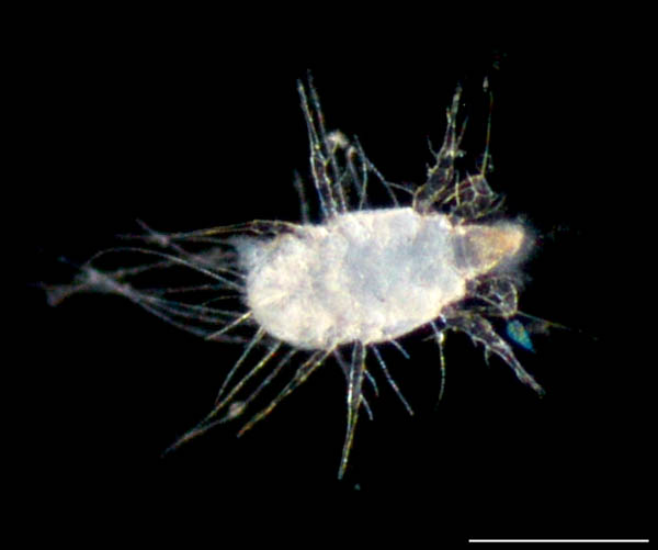 ケナガコナダニ属の1種 (Tyrophagus sp.)