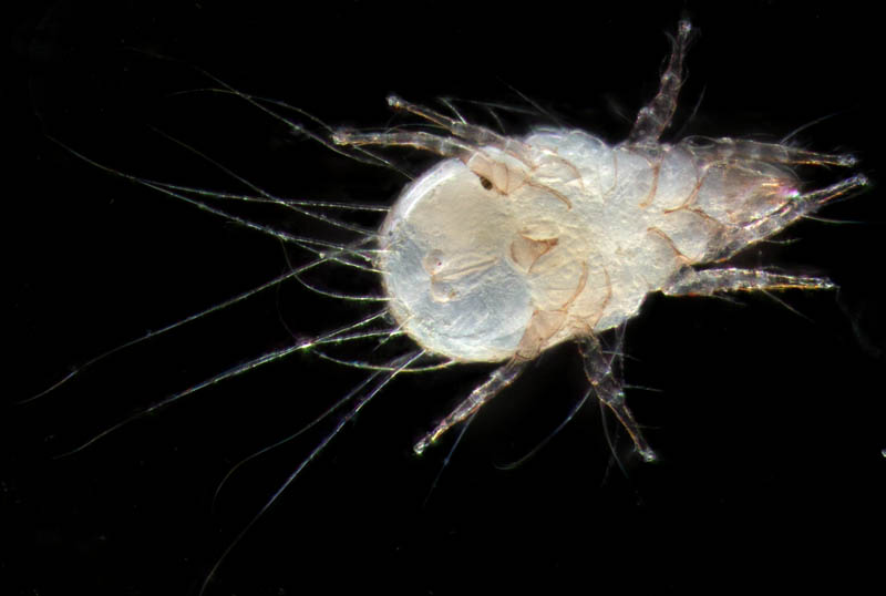 ケナガコナダニ属の1種 (Tyrophagus sp.)