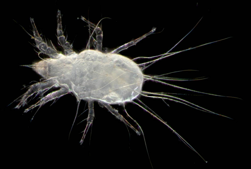 ケナガコナダニ属の1種 (Tyrophagus sp.)