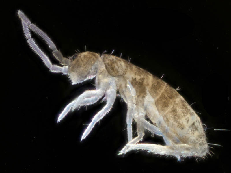 トゲトビムシ科の1種 （Tomoceridae gen. sp.）