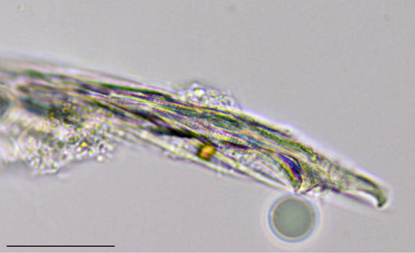 トゲトビムシ科の1種 （Tomoceridae gen. sp.）