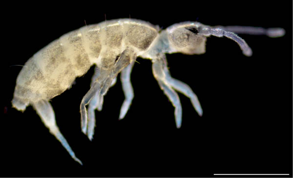 トゲトビムシ科の1種 （Tomoceridae gen. sp.）