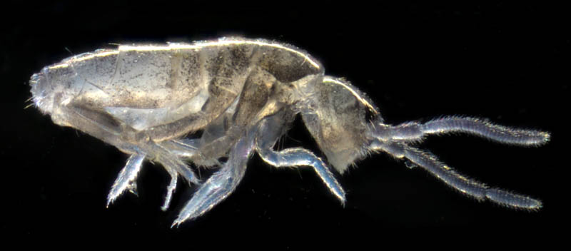 トゲトビムシ科の1種 （Tomoceridae gen. sp.）