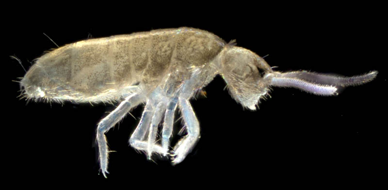 トゲトビムシ科の1種 （Tomoceridae gen. sp.）