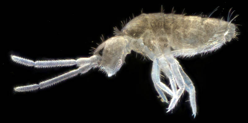 トゲトビムシ科の1種 （Tomoceridae gen. sp.）