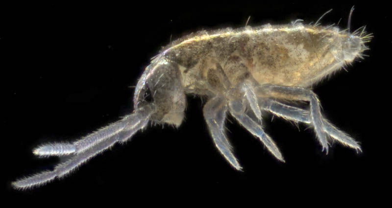 トゲトビムシ科の1種 （Tomoceridae gen. sp.）