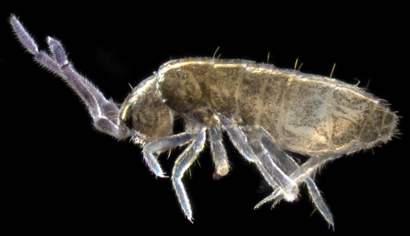 トゲトビムシ科の1種 （Tomoceridae gen. sp.）