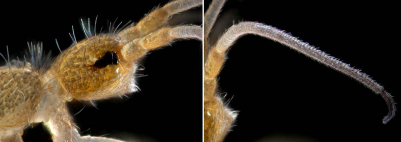 トゲトビムシ科の1種 （Tomoceridae gen. sp.）