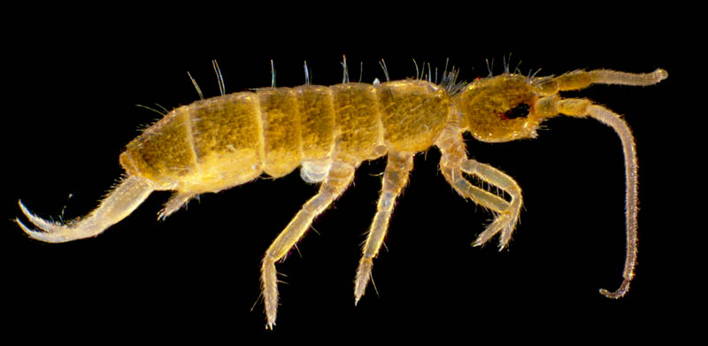 トゲトビムシ科の1種 （Tomoceridae gen. sp.）