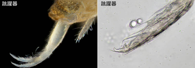 トゲトビムシ科の1種 （Tomoceridae gen. sp.）