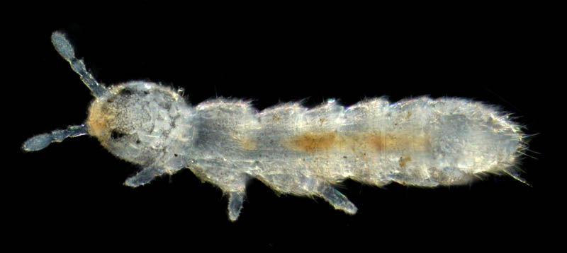 ベソッカキトビムシ（Folsomia octoulata）