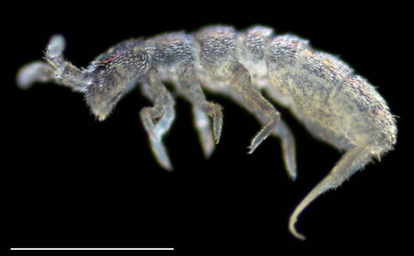 ツチトビムシ科の1種　（Isotomidae gen. sp.）