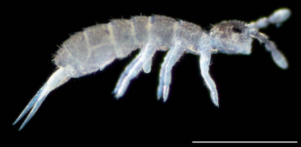 ツチトビムシ科の1種　（Isotomidae gen. sp.）