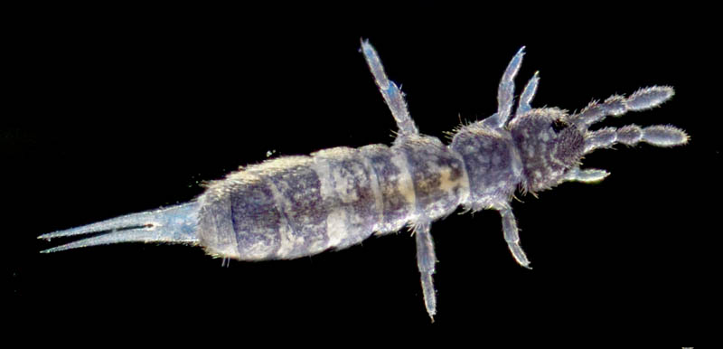 ツチトビムシ科の1種　（Isotomidae gen. sp.）