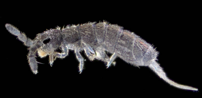 ツチトビムシ科の1種　（Isotomidae gen. sp.）