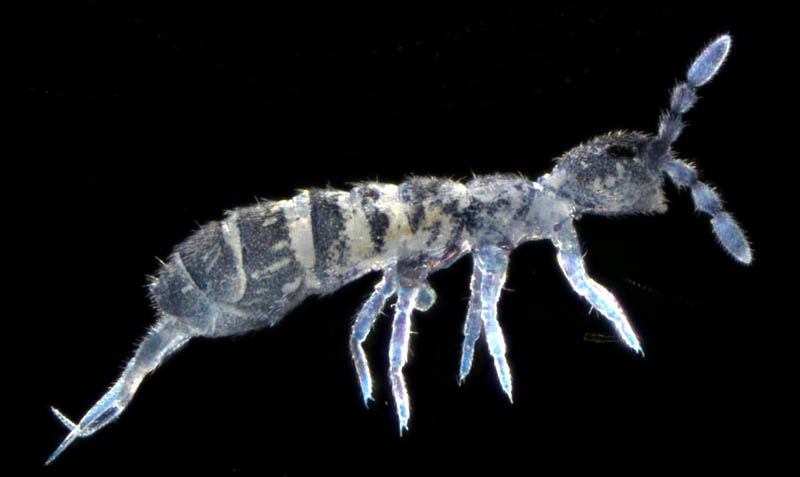 ツチトビムシ科の1種　（Isotomidae gen. sp.）