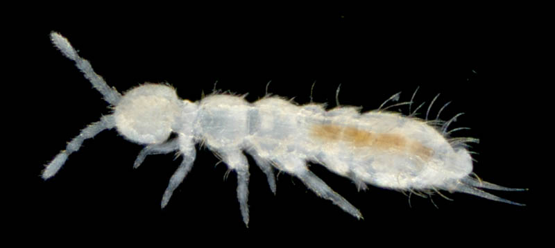ツチトビムシ科の1種　（Isotomidae gen. sp.）