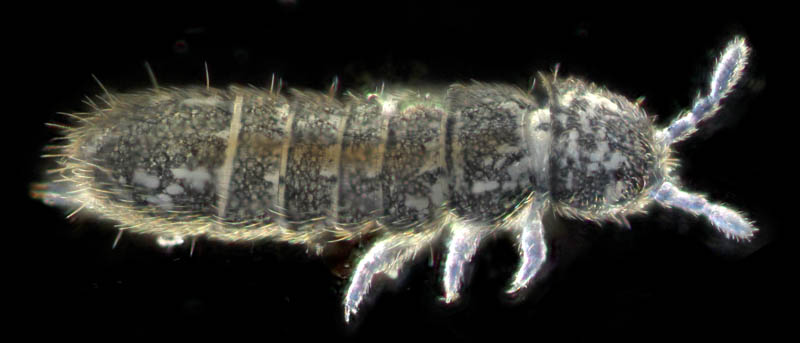 ツチトビムシ科の1種　（Isotomidae gen. sp.）