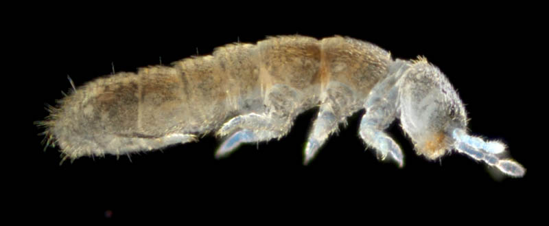 ツチトビムシ科の1種　（Isotomidae gen. sp.）
