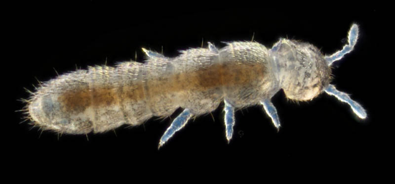 ツチトビムシ科の1種　（Isotomidae gen. sp.）