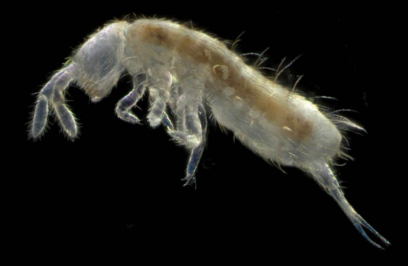 ツチトビムシ科の1種　（Isotomidae gen. sp.）